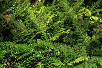 Wall Mural - Hedge Fern (Polystichum setiferum) ‘Mossy Mama’