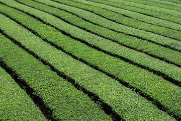 Canvas Print - Tea tree field plantation in Taiwan