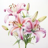 Pink and white watercolour lily lilium summer flower illustration. Floral blossom concept