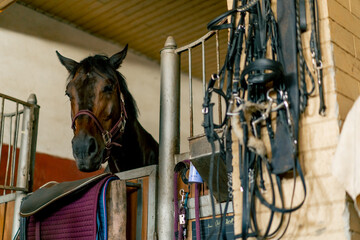 Portrait of a beautiful black horse standing in a stall at the stable concept of love for equestrian sports and horses