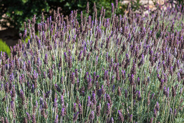 Wall Mural - Lavender plant