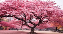Pink Sakura In The Japan, Sakura Tree Background, Pink Tree Background, Sakura Wallpaper, Sakura In Spring