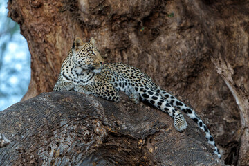 Poster - Leopard (Panthera Pardus) resting in a Mashatu tree in the late afternoon in Mashatu Game Reserve in the Tuli Block in Botswana