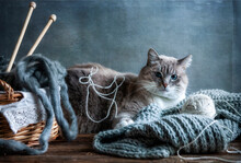 Big Beautiful Blue Eyes Domestic Cat Lies On A Blue Warm Knitted Scarf  Vintage Style Still Life.