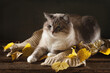 Big beautiful blue eyes domestic cat lies on a warm knitted scarf with autumn yellow leaves. Vintage style still life.