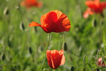 Wall Mural - Klatschmohn