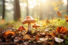 Fly Agaric In The Autumn Forest. Background With Selective Focus And Copy Space