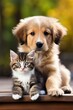Cute little kitten cat and cute puppy dog together outdoor