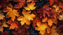 A Colorful Pile Of Fallen Leaves In The Autumn Forest. Nature Background.