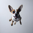 Generative KI springender Hund weißer Hintergrund