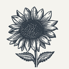 Wall Mural - Hand drawn Sunflower. Vintage woodcut engraving style vector illustration.