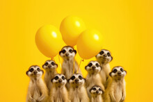 Holiday Concept. A Group Of Meerkat Friends And Family With Yellow Balloons