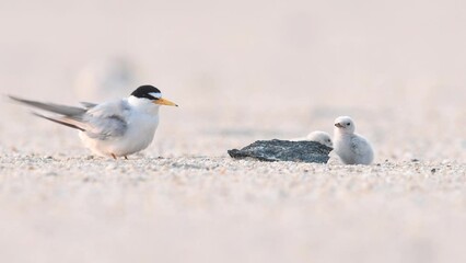 Wall Mural - Least tern with baby on the beach