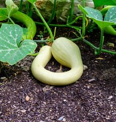 Open air plantation of green courgette zucchini vegetables ready to harvest, eco-friendly organic farming.