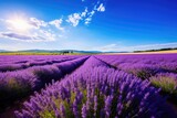 Fototapeta Krajobraz - lavender field region