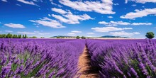 A Field Of Purple Flowers