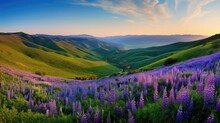 A Field Of Purple Flowers