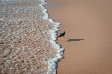 Small Birds Run Along A Sandy Beach By The Sea In Georgia
