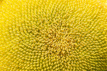 Wall Mural - Closeup of the center of a sunflower