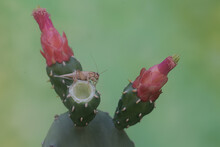 A Field Cricket Is Eating A Prickly Pear Cactus Flower. This Insect Has The Scientific Name Gryllus Campestris.