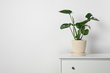 Wall Mural - Potted monstera on chest of drawers near white wall, space for text. Beautiful houseplant