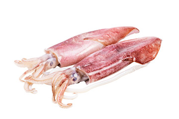 Fresh squid, raw natural seafood isolated on background - clipping path