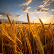 広々とした黄金色の小麦畑