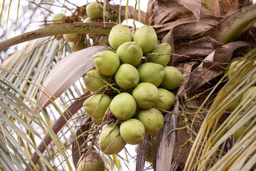 Canvas Print - Coconut Palm Tree