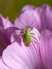 Canvas Print - Mirid bug Calocoris affinis