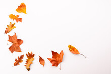 Autumn Leaves With Copy Space On White Background