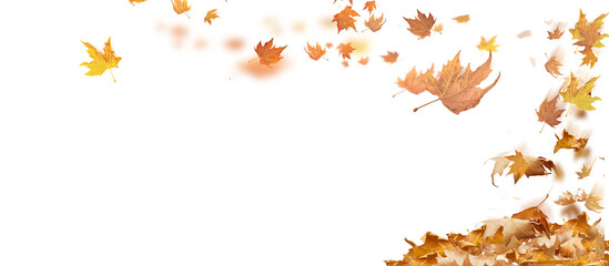 Wall Mural - fallen leaves background dry empty sky wind air isolated backgorund 