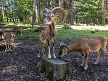 Mouflon Goat On A Rock