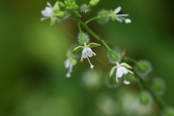 Sticker - Circaea mollis flowers. Onagraceae pernnial plants. It has underground rhizomes and grows in wetlands. It produces small white flowers from August to September, and the fruit is hairy.