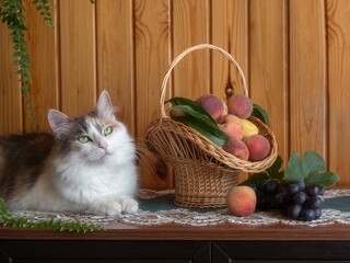 Wall Mural - Still life with fruits and curious cat