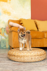 Wall Mural - A shiba inu puppy stands on a wicker pouffe in the living room