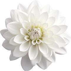 Wall Mural - Beautiful white Daisy