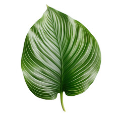 Aufkleber - Nature Jungle Plants
