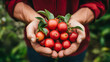 Close-up partial view of a farmer holding organic acerola fruit. Generative AI. 
