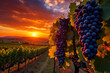 The setting sun casts golden hues on ripe grapes, whispering promises of tomorrow's fruitful harvest endeavors