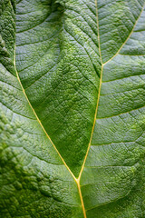 Wall Mural - Leaf of Giant-rhubarb (Gunnera manicata) with veins and bright green structures macro close up. Natural background in shades of green in the botanical Garden of Göttingen, Germany.