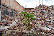 A Green Bush Grows Behind A Wire Fence On A Pile Of Bricks After The Old Building Was Dismantled.