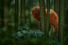 Golden-headed Lion Tamarin, Leontopithecus Chrysomelas, Bahía In Brazil. Cute Red Orange Monkey In The Nature Tropic Forest Habitat. Small Golden-headed Lion Tamarin On Bamboo Tree In Junge. Wildlife