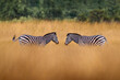 Two zebras with blue storm sky. Burchell's zebra, Equus quagga burchellii, Okavango delta, Africa. Wild animal on the green meadow. Wildlife nature.