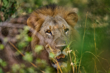 Wall Mural - African lion mele hidden in bush, Okavango, Botswana