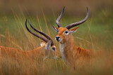 Red lechwe, Kobus leche, big antelope found in wetlands of south-central Africa. Two animals portrait in the nature habitat. Lechwe in the grass, Okavango delta in Botswana, Africa. Wildlife nature.
