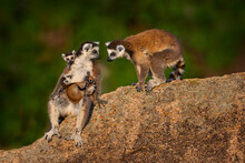 Madagascar Wildlife. Monkey Family, Young Cub. Madagascar Wildlife, Ring-tailed Lemur, Lemur Catta. Animal From Madagascar, Africa, Orange Eyes. Evening Light Sunset, Anja Nature Park. Monkey, Sunset.