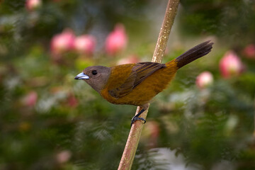 Wall Mural - Female of Scarlet-rumped Tanager, Ramphocelus passerinii, exotic tropical red and black bird from Costa Rica, in green forest nature habitat. Black and red songbird on the grey stone.