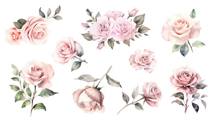 Wall Mural - Set of watercolor pink roses isolated on white background. Vector illustration.