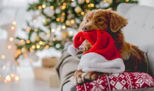 Toller Retriever Dog In Christmas Time Holding Santa Hat In His Teeth And Lying On Sofa At Home With New Year Festive Decoration. Doggy Pet And Xmas Atmosphere