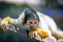 A Young Squirrel Monkey With Yellow Arms Lying On A Wooden Platform In The Parco Zoo Falconara In The Village Of Falconara Marittima, Provice Of Ancona, Marche In Italy.